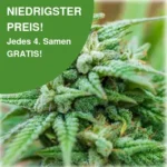 Cheese Autoflower Cannabis Samen