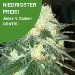 Chem Dawg Cannabis Samen 1