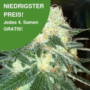 Chem Dawg Cannabis Samen 1