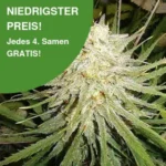 Cinderella 99 C99 Cannabis Samen