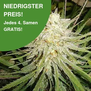 Cinderella 99 C99 Cannabis Samen