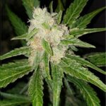 Cookie Gold Autoflower