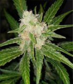 Cookie Gold Autoflower