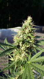Cookie Cannabis Blüte