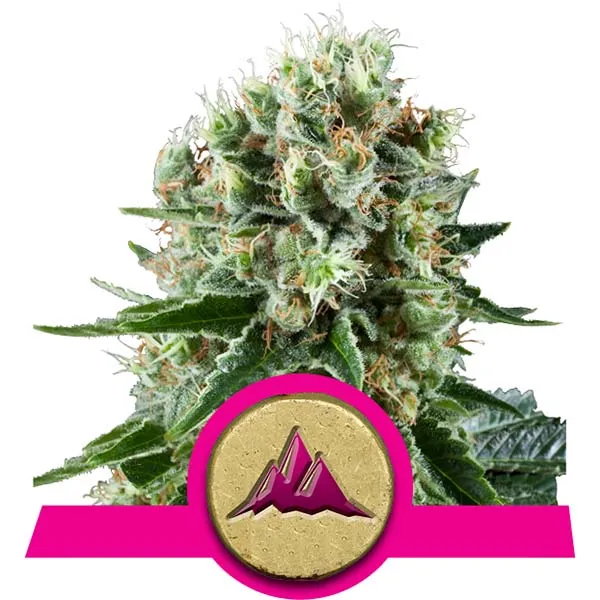 Critical Kush Cannabis Samen Critical Kush Cannabis Samen
