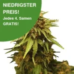 Critical Cannabissamen 1