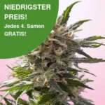 Crystal White Cannabissamen