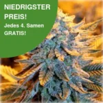 Dutch Lowrider Autoflower