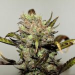 Early Durban Poison 1
