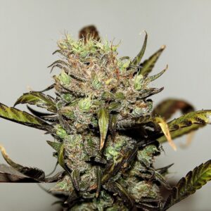 Early Durban Poison 1