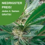 Early Skunk Cannabissamen