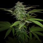 Extrem CBD Punch