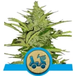 Fast Eddy CBD Cannabis Samen