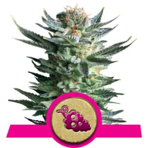 Fruit Spirit Cannabis Samen