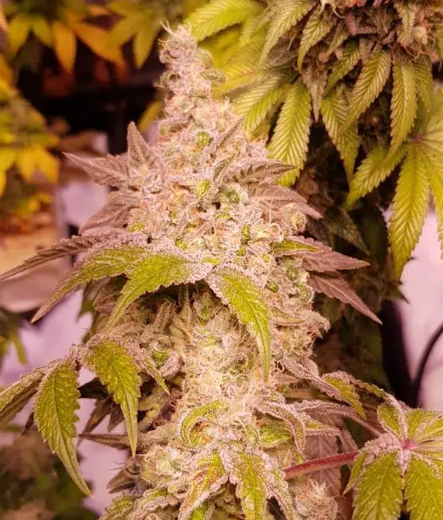 Gold Galato Cannabis Samen Gold Galato Cannabis Samen