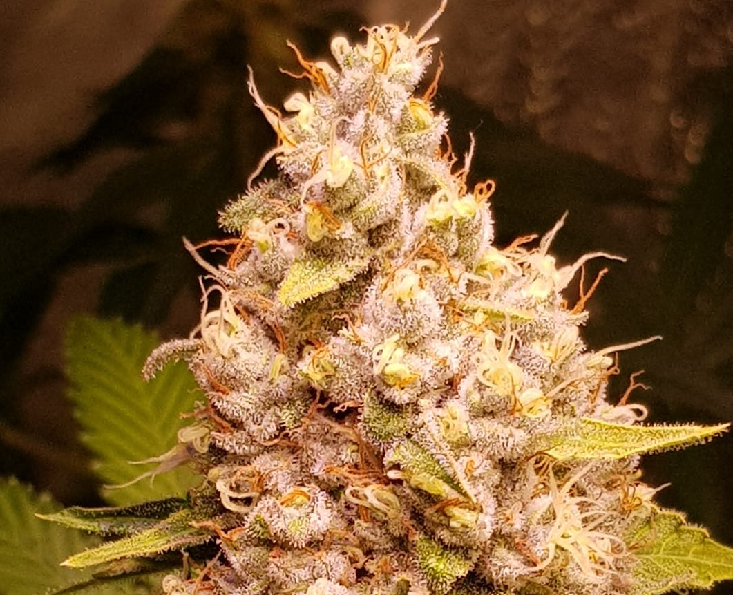 Gold Galato Autoflower Gold Galato Autoflower