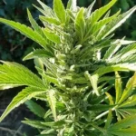 Gorilla Gold Autoflower