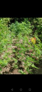 Gorilla Auto Cannabis