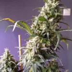 Gorilla Automatic