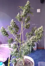 Gorilla Glue Auto