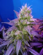Gorilla Glue Cannabis
