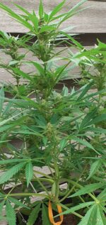 Gorilla Gold