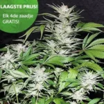 Great White Shark Cannabis Samen