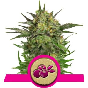 Haze Berry Cannabis Samen