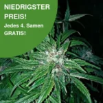 Hindu Kush 10er Pack