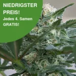 Hindu Kush Autoflower