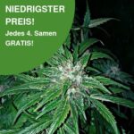 Hindu Kush Cannabissamen 1