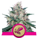 Honey Cream Cannabis Samen