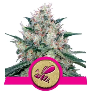 Worauf solltest du beim Anbau von Cannabis achten? 4 Honey Cream wietzaden