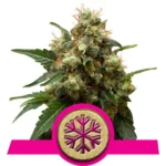 ICE Cannabis Samen