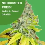 Jack Herer Cannabis Samen