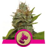 Kali Dog Cannabis Samen