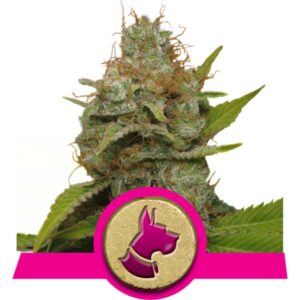 Kali Dog Cannabis Samen
