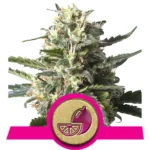 Lemon Shine Cannabis Samen
