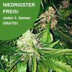 Master Kush Cannabissamen 1