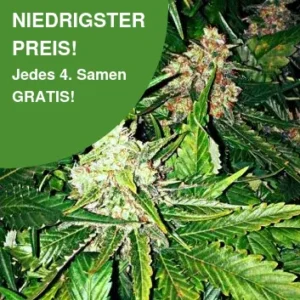 Master Kush Cannabissamen 1