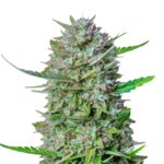 Mimosa Autoflower skaliert 1