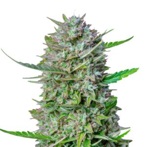 Mimosa Autoflower skaliert 1