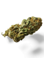 Moby Dick XXL Auto