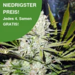 Northern Light Cannabissamen