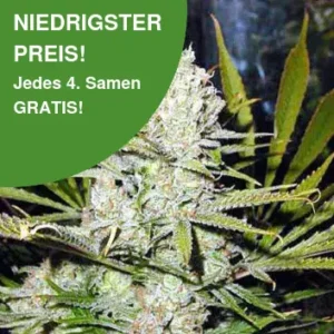 Northern Light Cannabissamen