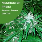 Northern Light Autoflower Samen