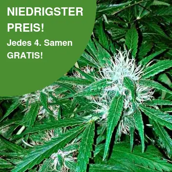 Northern Light Autoflower Samen Northern Light Autoflower Samen