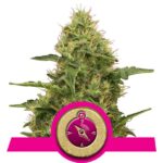 Northern Light Cannabis Samen