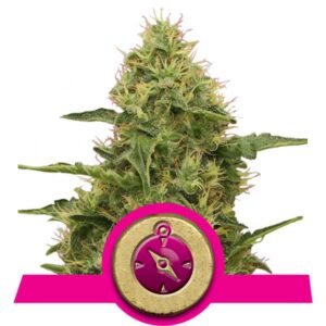 Northern Light Cannabis Samen