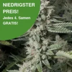 OG Kush 10er Pack